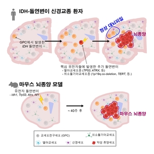 KAIST-연세대 연구팀, 재발률 높은 젊은 뇌암 ‘진짜 시작점’ 찾았다