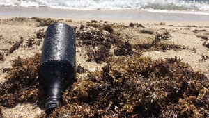 2020년 여름 美 플로리다를 덮친 기름오염 덩어리 미스터리 풀렸다