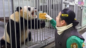 푸바오 인기 부활?…에버랜드, 판다 활용 이색 홍보전 ‘눈길’