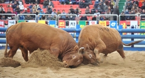 [기획] ‘청도 소싸움’ 논란 ....‘전통’ 미명 아래, 멈추지 않는 동물 학대인가(1)