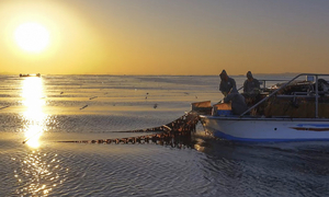 전세계 입맛 사로잡은 ‘충남 김’…수산식품 수출 3년 연속 2억 달러 돌파