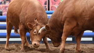 [기획]논란의 청도 소싸움......관리·감독은 공백…책임은 어디에도 없었다(2)