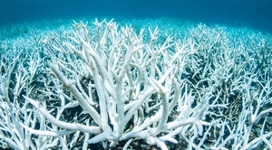 맑아진 하늘의 역설…선박 오염 줄였더니 산호가 하얗게  죽었다