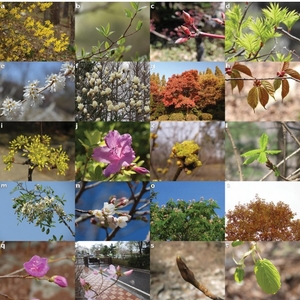 [기후 리포트] 숲 생태계 변했다…꽃은 더 일찍, 단풍은 더디게