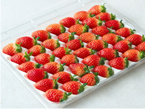 쿠팡, 논산시 손잡고 ‘판매 위기’ 중·소과 딸기 상품화