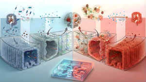 성균관대, 인간 ‘장-뇌-혈관’ 연결 3차원 생체 칩 개발…“치매 비밀 풀 열쇠 마련”