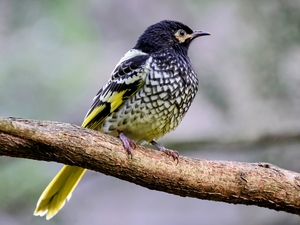 [환경포커스] 사라진 새들의 노래…1962년 레이철 카슨의 ‘침묵의 봄’ 현실로