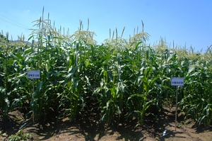 경북도, 가짜석유 합동단속·초당옥수수 신품종 개발…교육청은 생태교육·돌봄·재정집행 강화