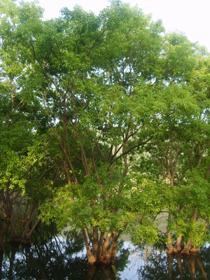 “하천변 왕버들, 산림 소나무보다 탄소 더 잘 흡수한다”