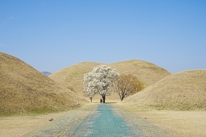 [경주 톺아보기] 벚꽃 전야(前夜), 가장 경주다운 봄을 걷다