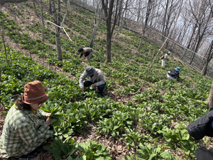 횡성군 ‘명이나물 힐링 여행’ 첫선…“기차 타고 봄나물 만나러 가요”