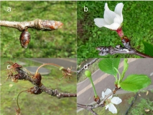 따뜻한 겨울의 역설…“벚꽃 빨리 피지만, 아예 사라질 수도 있다”