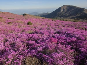 비슬산참꽃축제 … 정상 참꽃 만개에 등산객·관광객 ‘북적’