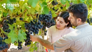 호주포도협회, ‘호주 포도’ 릴레이 시식 행사 진행