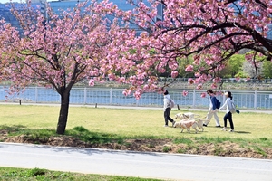 [하남 톺아보기] 겹벚꽃에 철쭉, 선율로 ‘봄날 로맨스’ 선사