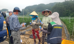 평창군, 폭염 속 농가 찾는 예방요원…온열질환 현장 대응
