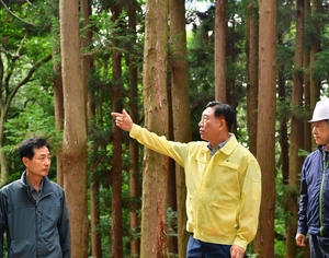 장성군, 재선충병 확산에 산림 수종 바꾼다