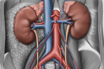 [기후 리포트] 대기 중 CO2 증가, 혈액 성분 바꿔 신장결석 초래