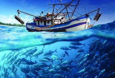 [기후 리포트]  식탁 위의 생선이 점점 작아진다...온난화로 '진화적 적응'