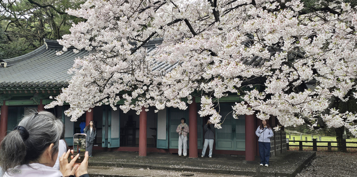 따뜻한 겨울의 역설…“벚꽃 빨리 피지만, 아예 사라질 수도 있다”